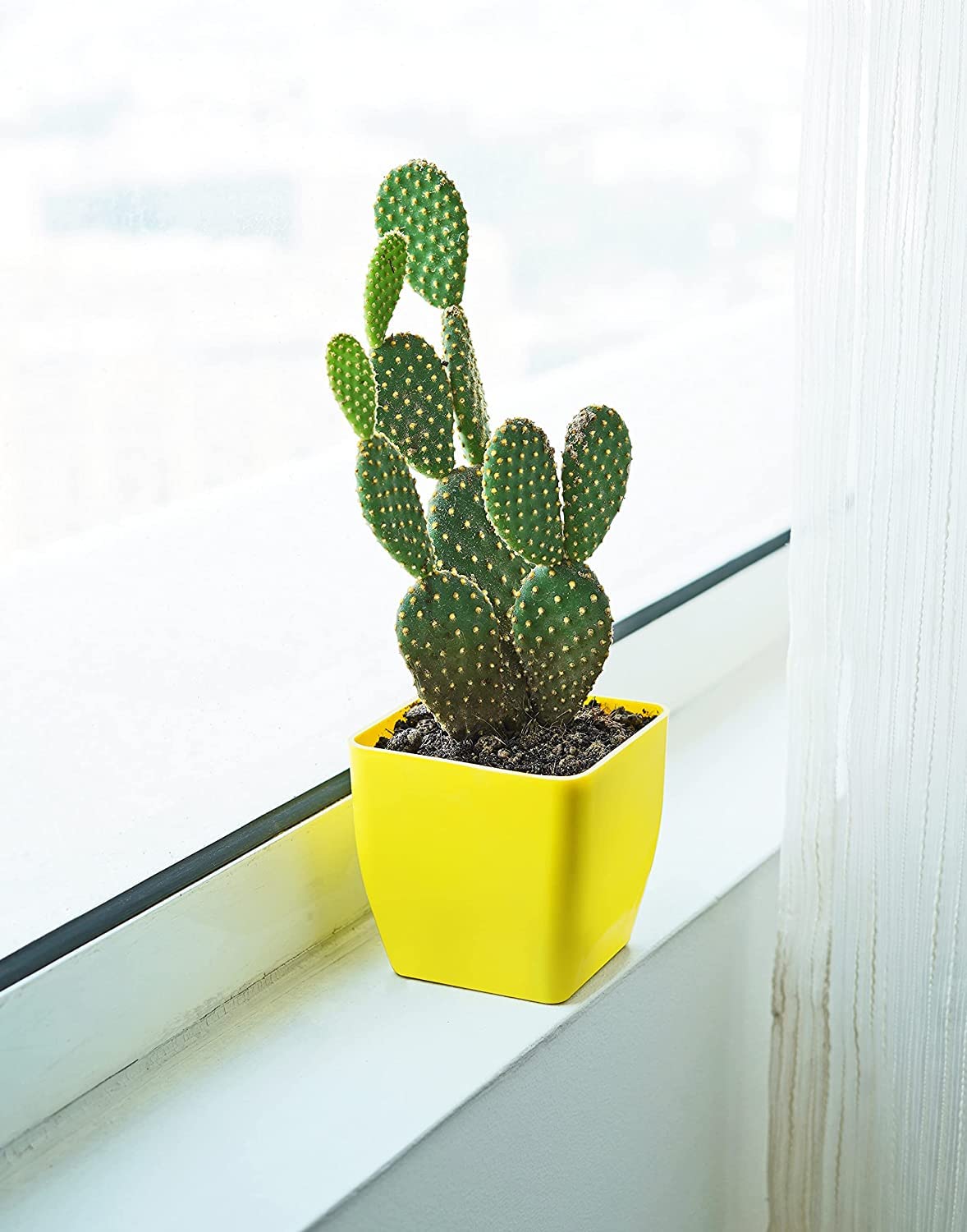 Bunny Ear Opuntia Microdasys Live Cactus Indoor Rare Plants Bathroom|Bedroom|Table|Desk |Study Table - Decoration Gift (Healthy Plant), Live Plant