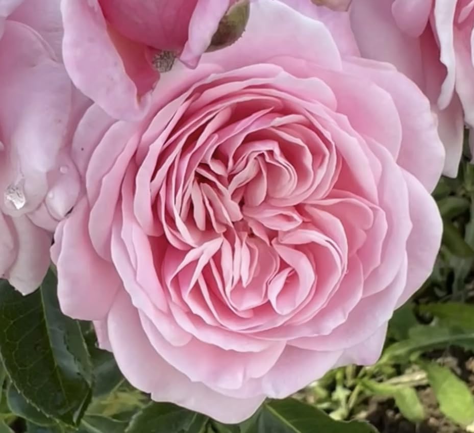 ‘Kiss Me Kate’ Pink Climbing Rose - 4L Potted - Lovely Gift Idea