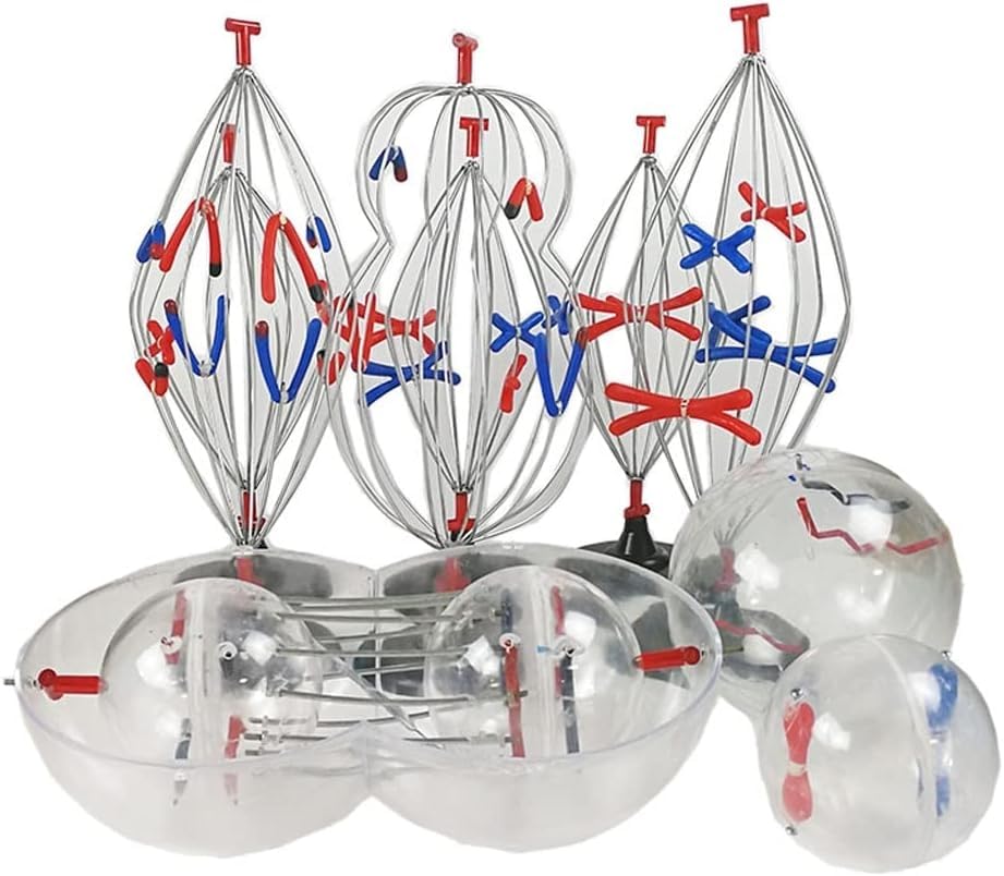 BMZFYBS9 Parts Animal Cell And Plant Cell Mitosis Model,Animal And Plant Cell Mitosis And Meiosis Model Biology Teaching Instruments Chromosome Change Equipment Teaching