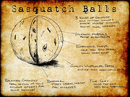 20 Bear Grass Sasquatch Balls. The Ultimate Seed Bombs For The Western Us. (Xerophyllum Tenax) #TOP3