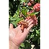 Product Photo 2