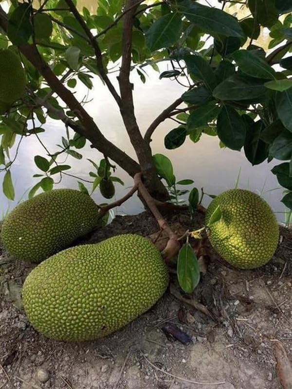 See full amazon price history chart for Garden Nature Care Dwarf Yellow Jackfruit Grafted 1 Healthy Live Baramasi Jackfruit Plant (Kathal) All Time Kathal Garden Nature Care Dwarf Yellow Jackfruit Grafted 1 Healthy Live Baramasi Jackfruit Plant (Kathal) All Time Kathal (B0CNH7JBXS) Amazon Price History, Amazon Price Tracker