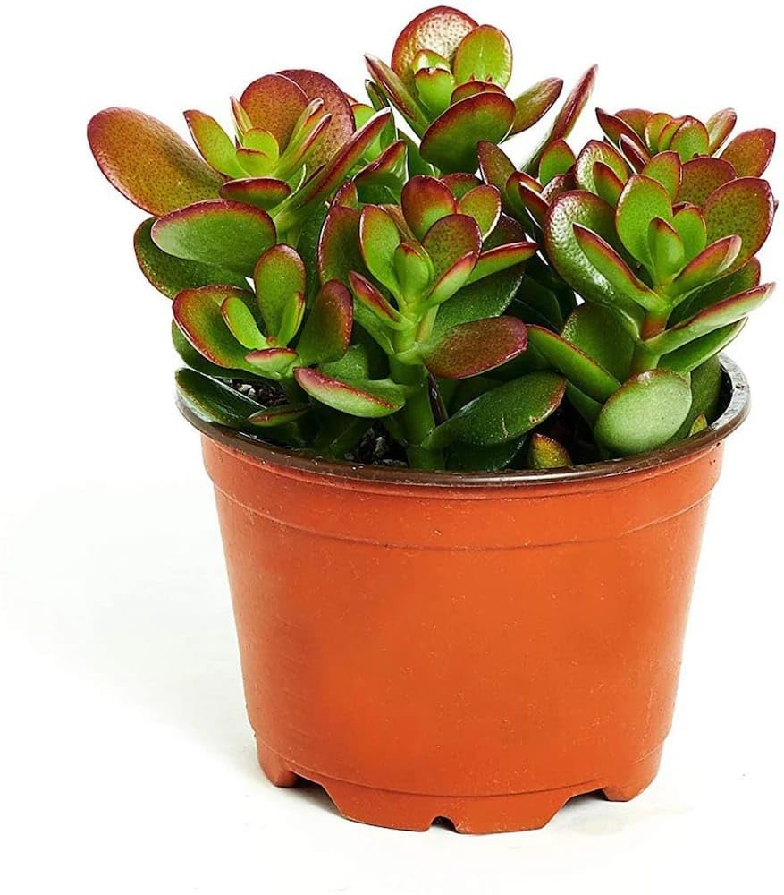 WingDong Crassula Ovata Jade Plant with Pot Big Leaf Lucky plant Lucky Vastu Plant perfect bonsai - Image 3 thumbnail