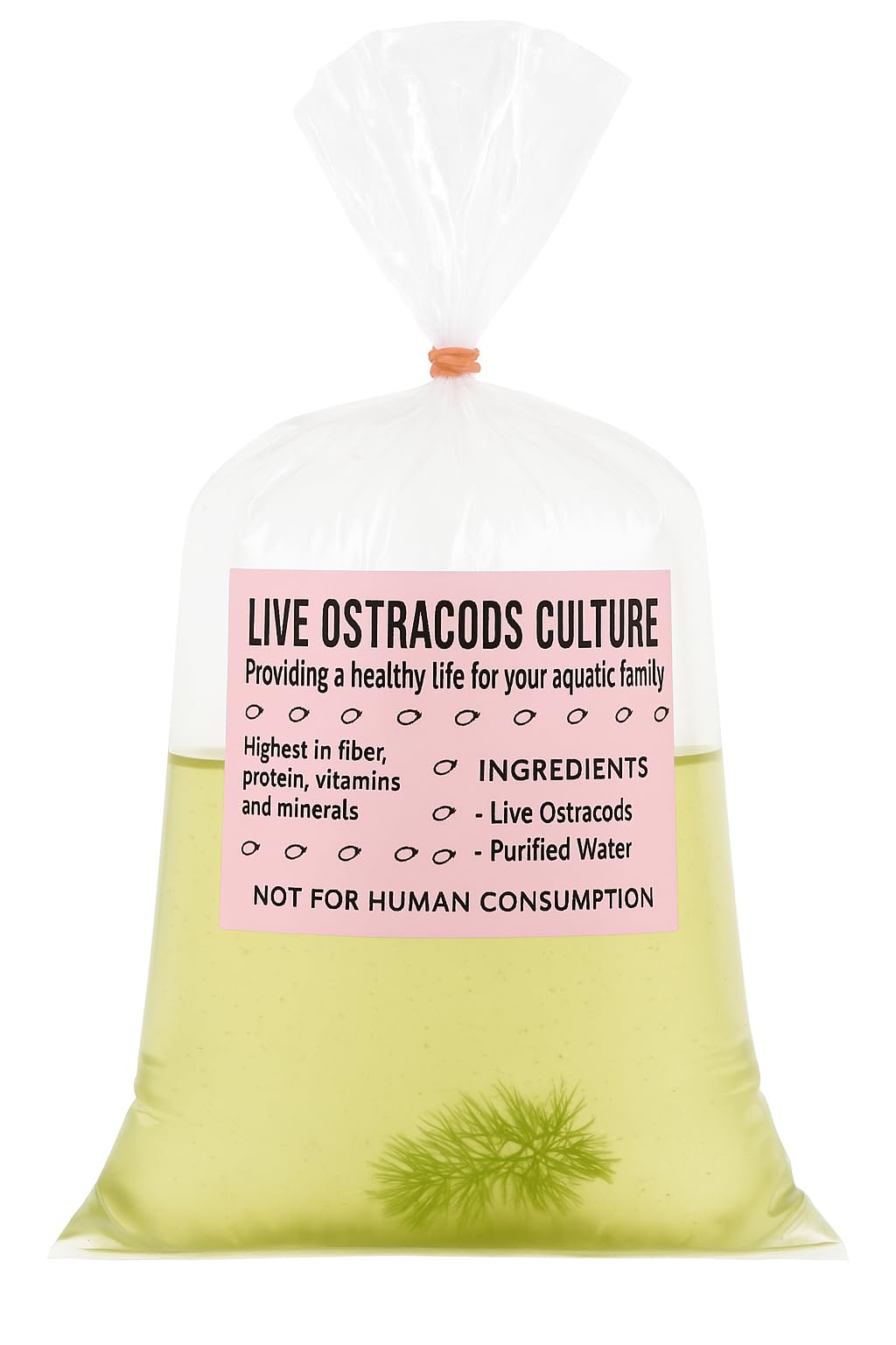 25+ Freshwater ostracds Seed Shrimp aquaruim Cleaners Micro-Fauna Live Food for Fish invertebrates Nano Tanks