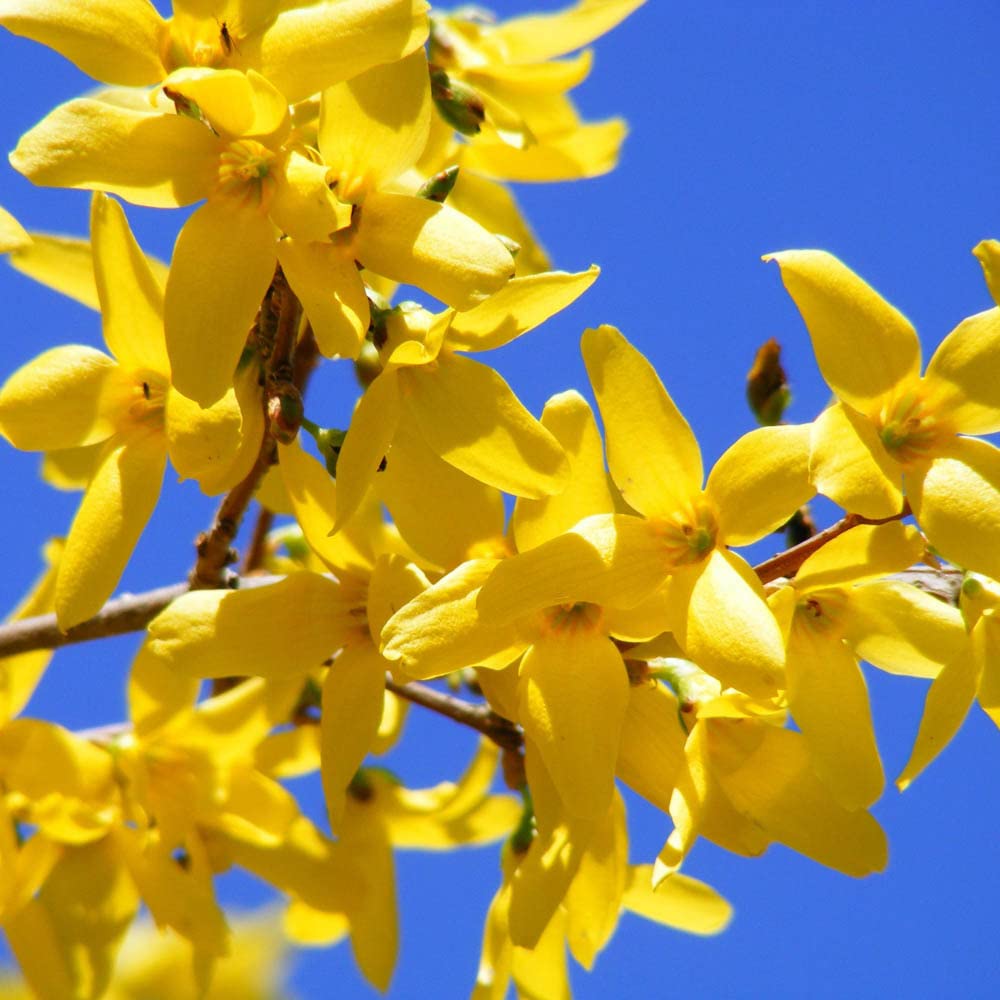 You Garden - Forsythia Intermedia 'Minigold' in a 3L Pot - Potted Plant for Gardens Ready to Plant Established Garden Plants