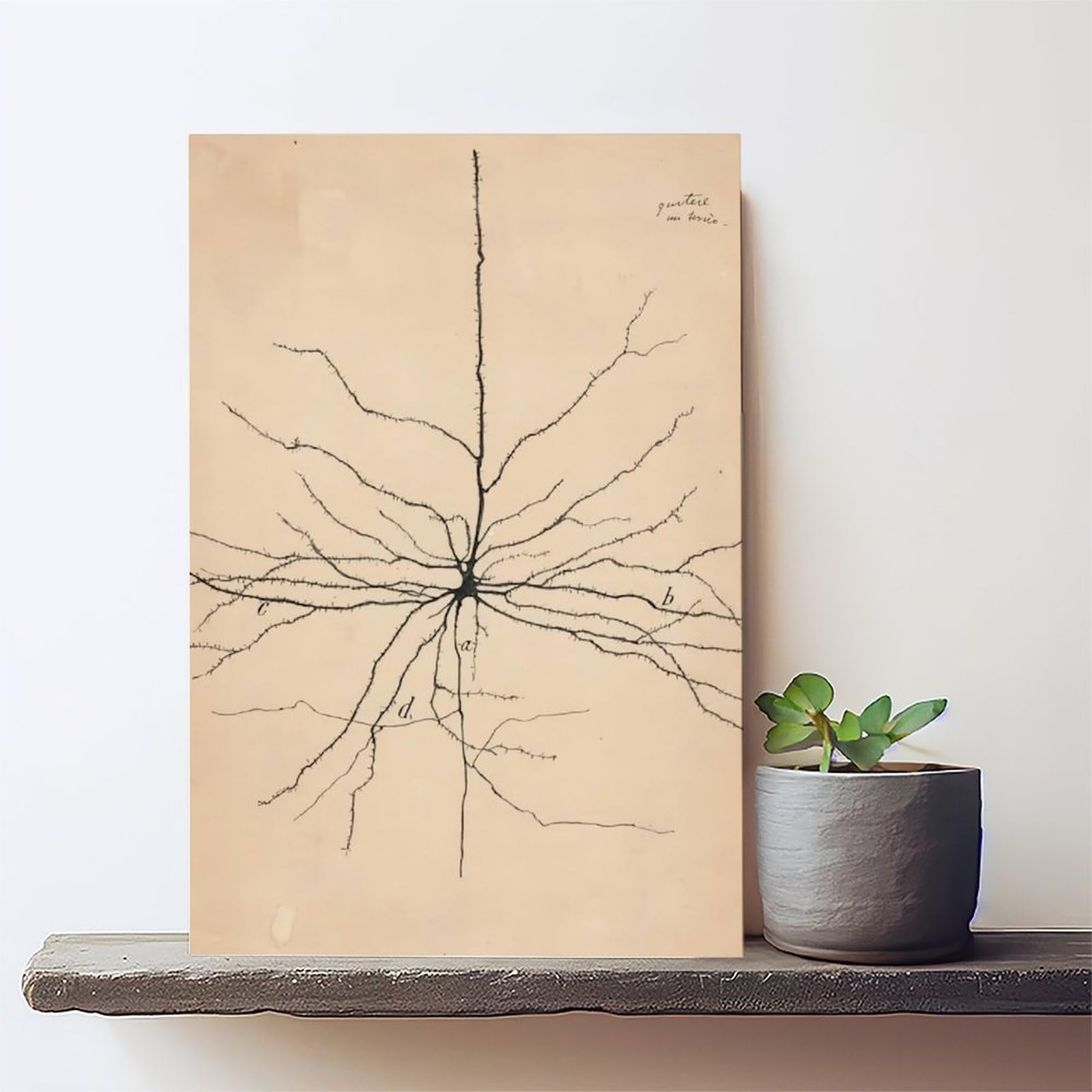 GIEIG Pyramida Neurona Dibujo de Santiago Ramón Y Cajal Póster para Estética de Habitación Lienzo Arte de Pared Marco de 12 x 18 pulgadas (30 x 45 cm)