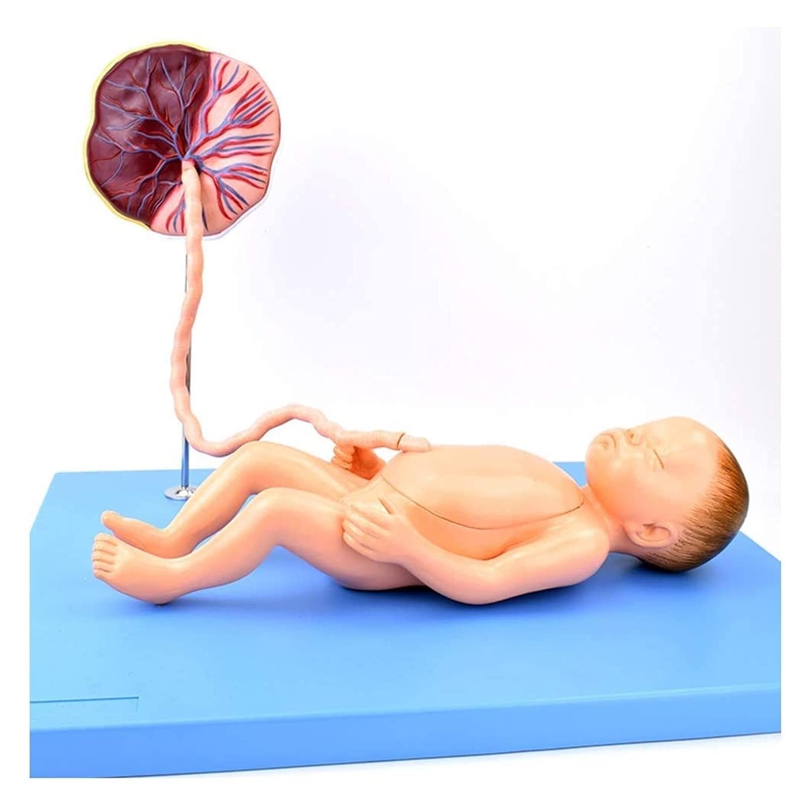 Modelo anatómico de órganos neonatales. Modelo anatómico for el Cuidado fetal. Placenta y cordón Umbilical del bebé. Material didáctico.