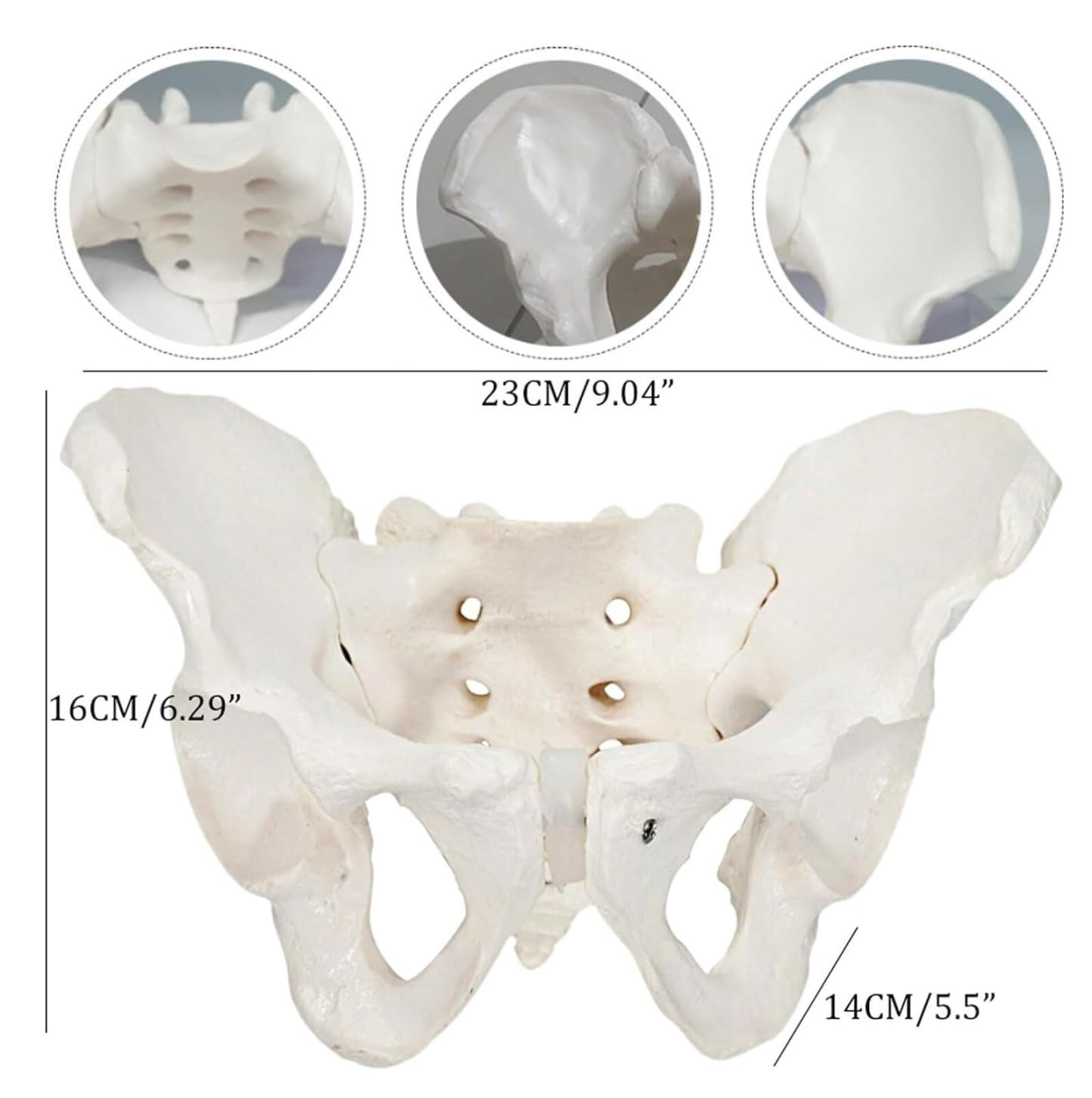 Anatomía De La Educación Modelo De Cuerpo Humano, Anatomía Pélvica Femenina, Modelos Anatómicos, Entrenamiento Cadera Muñeca de Anatomía