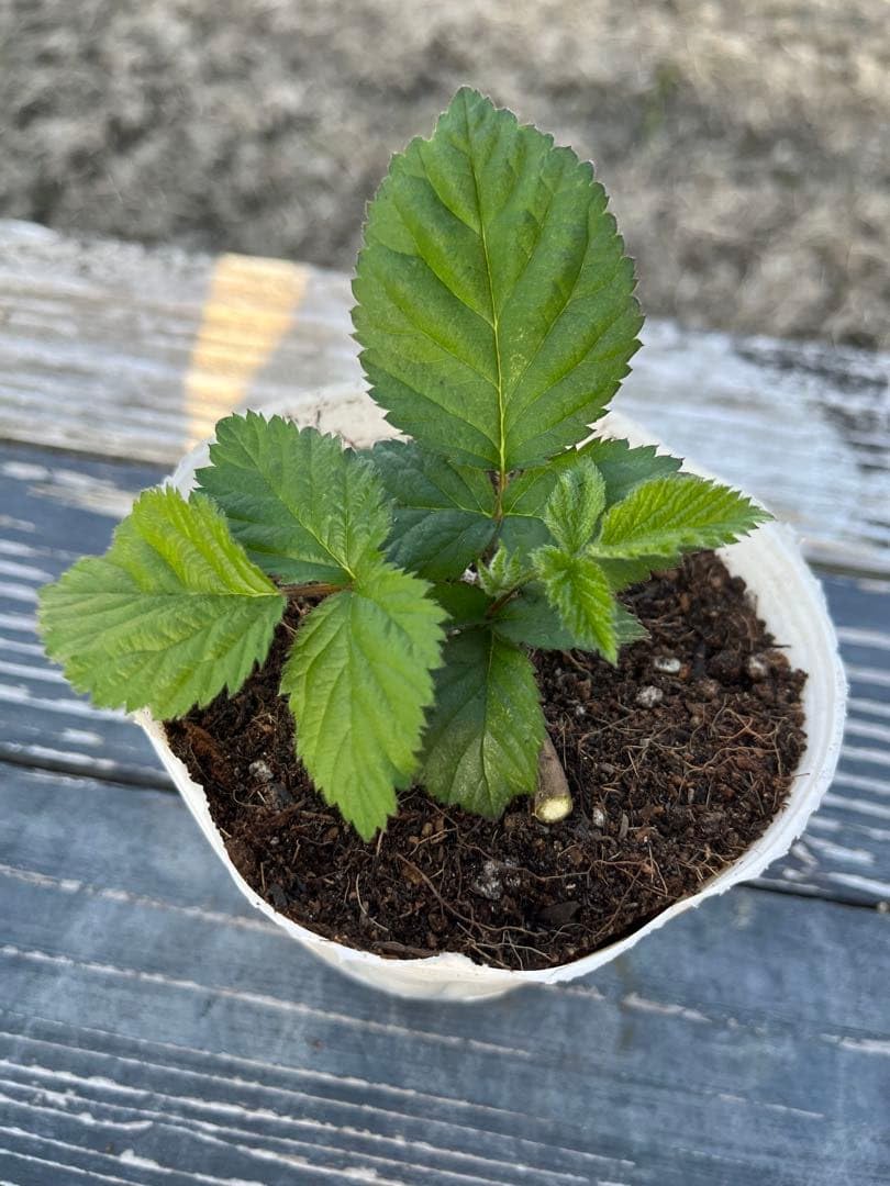 Amazon｜トリプルクラウン 苗 果樹 ブラックベリー｜観葉植物