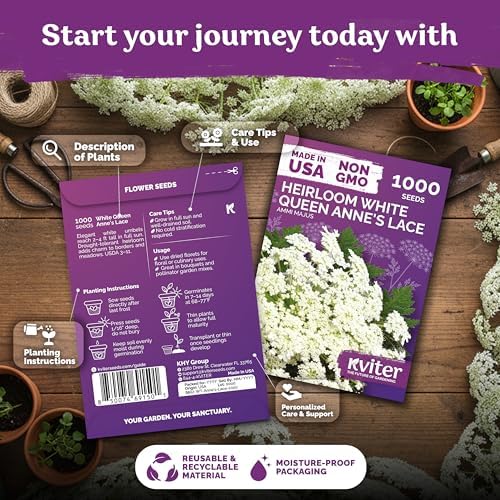 KVITER 1000 White Queen Anne's Lace Seeds (Ammi Majus) – Bishop Flower, Heirloom, Non GMO & Wildflower, False Queen Annes Lace – Pollinator-Friendly Flower Seeds to Plant Outside in Any Garden
