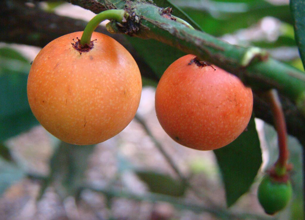 Creative Farmer Baraba Fruit Origin Central and South America Garden