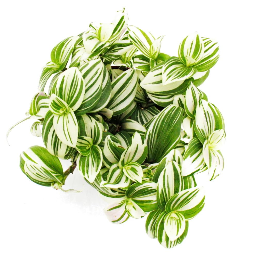 Exotenherz Dreimasterblume Tradescantia zebrina Brightness pflegeleichte hängende Zimmerpflanze 12m Topf weiss