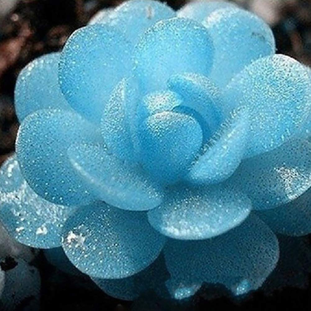 100Pcs Lithops Pseudotruncatella Seeds Stone Flower Home Succulents Bonsai Plant,Pretty Plant Seeds Lithops Pseudotruncatella Seeds