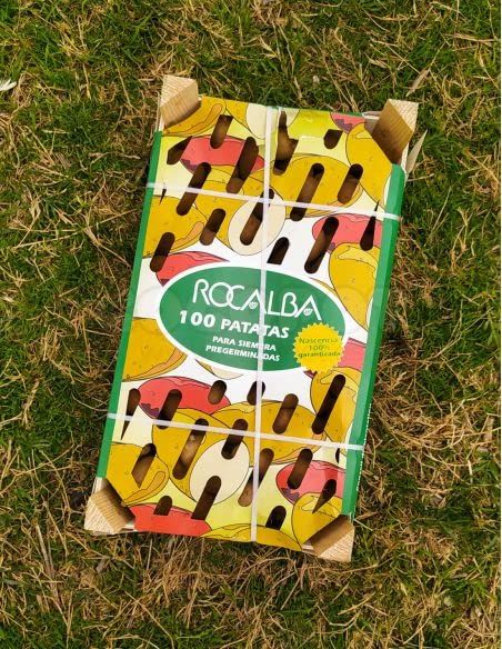 Patata de siembra Red Pontiac - Bandeja de 100 unidades