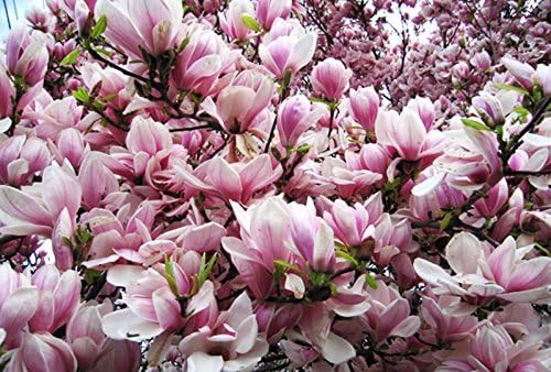 Diamond Garden Pink Magnolia Tree Seeds 55 Seeds