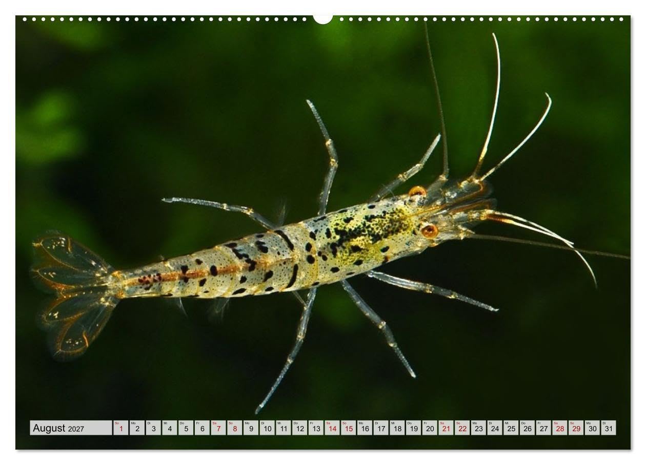 Dwarf Shrimps - Zwerggarnelen (Wandkalender 2027 DIN A2 quer), CALVENDO Monatskalender: Kleine Garnelen in Zucht- und Wildform (CALVENDO Tiere)