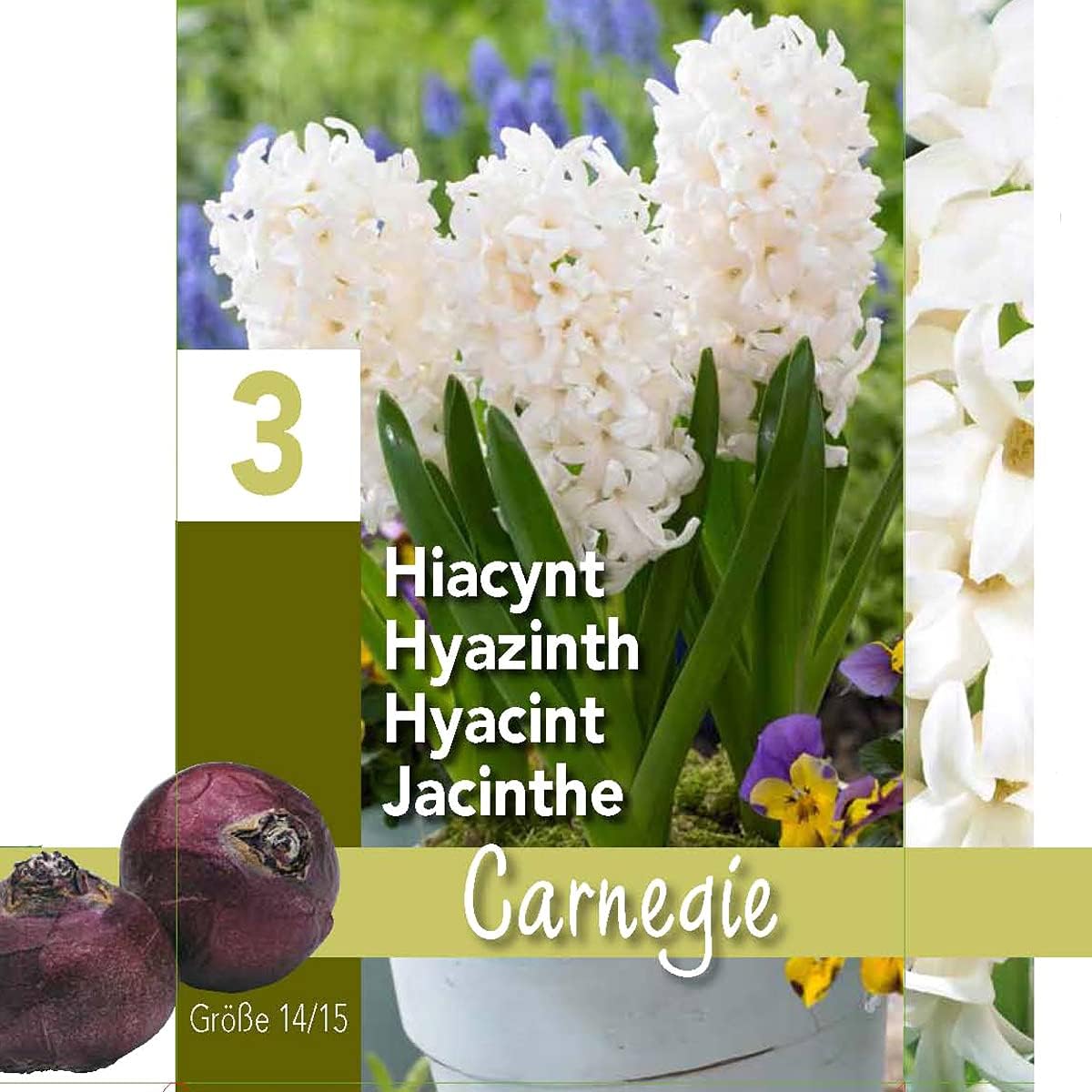 Hyacinth White Carnegie Gift Box (3 Bulbs) Bee Friendly - Image 3