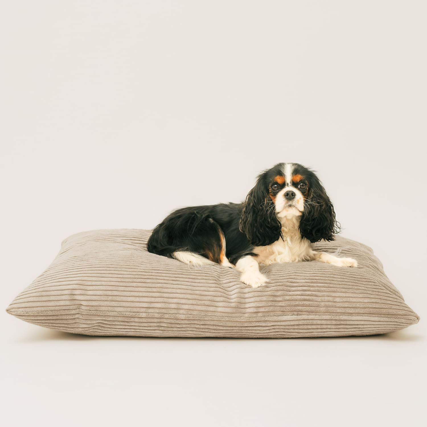 4L Textil Molly Hundekissen Cord Beige Hundebett Cord Hundebett kleine  Hunde mit Bezug und Reiverschluss kuscheliges Hundekissen waschbar (60x50  cm, Latte(Stripes)) : Amazon.de: Haustier