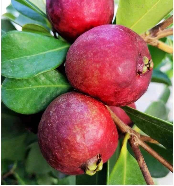 Strawberry Guava Tree - Fresh Fruit Plant in Half-Gallon Pot, 10-14 inches Tall