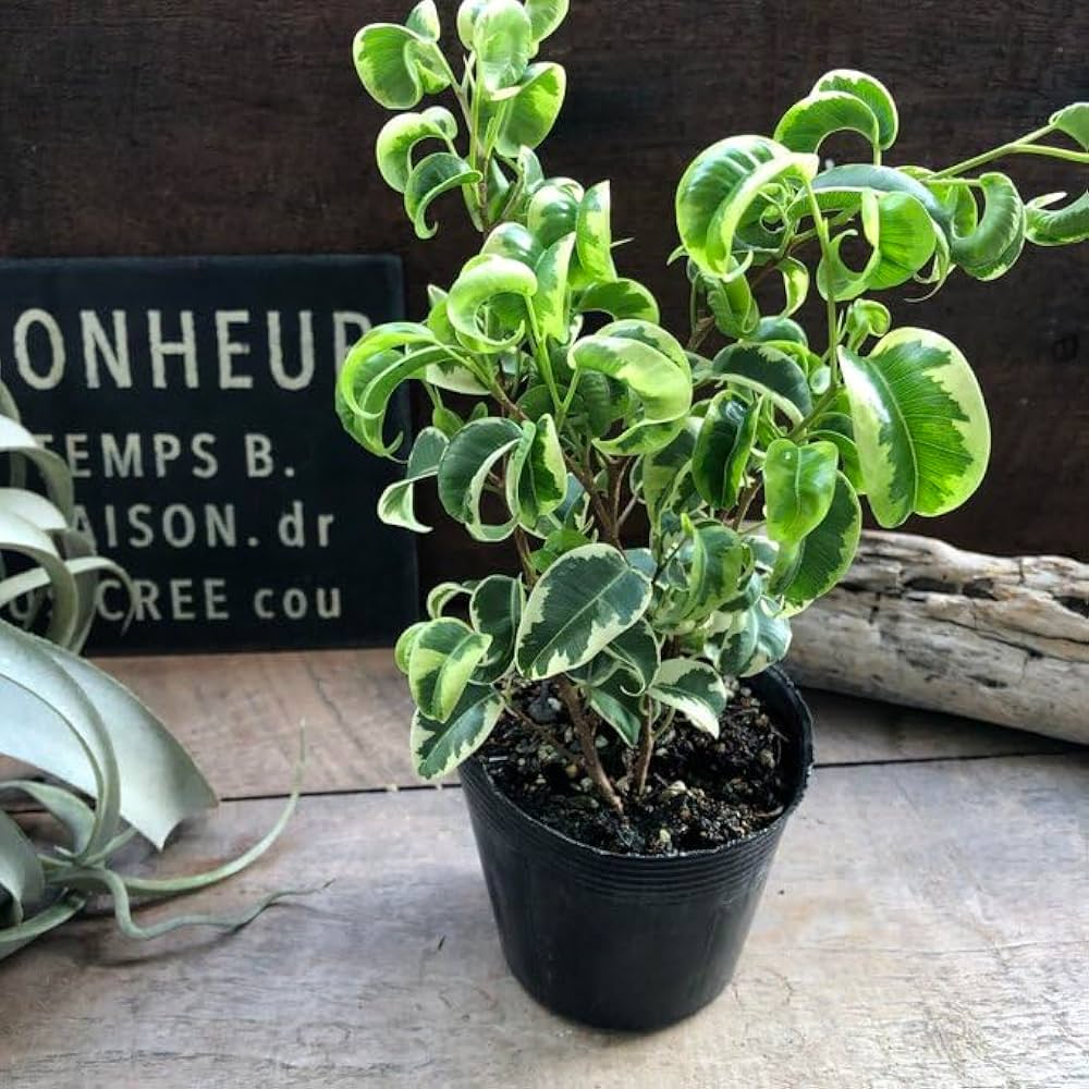 値下げしました！ベンジャミン （シタシオン ）2.4m10号 現品 23区送込み 値下げしました！ベンジャミン （シタシオン ）2.4m10号 現品 23