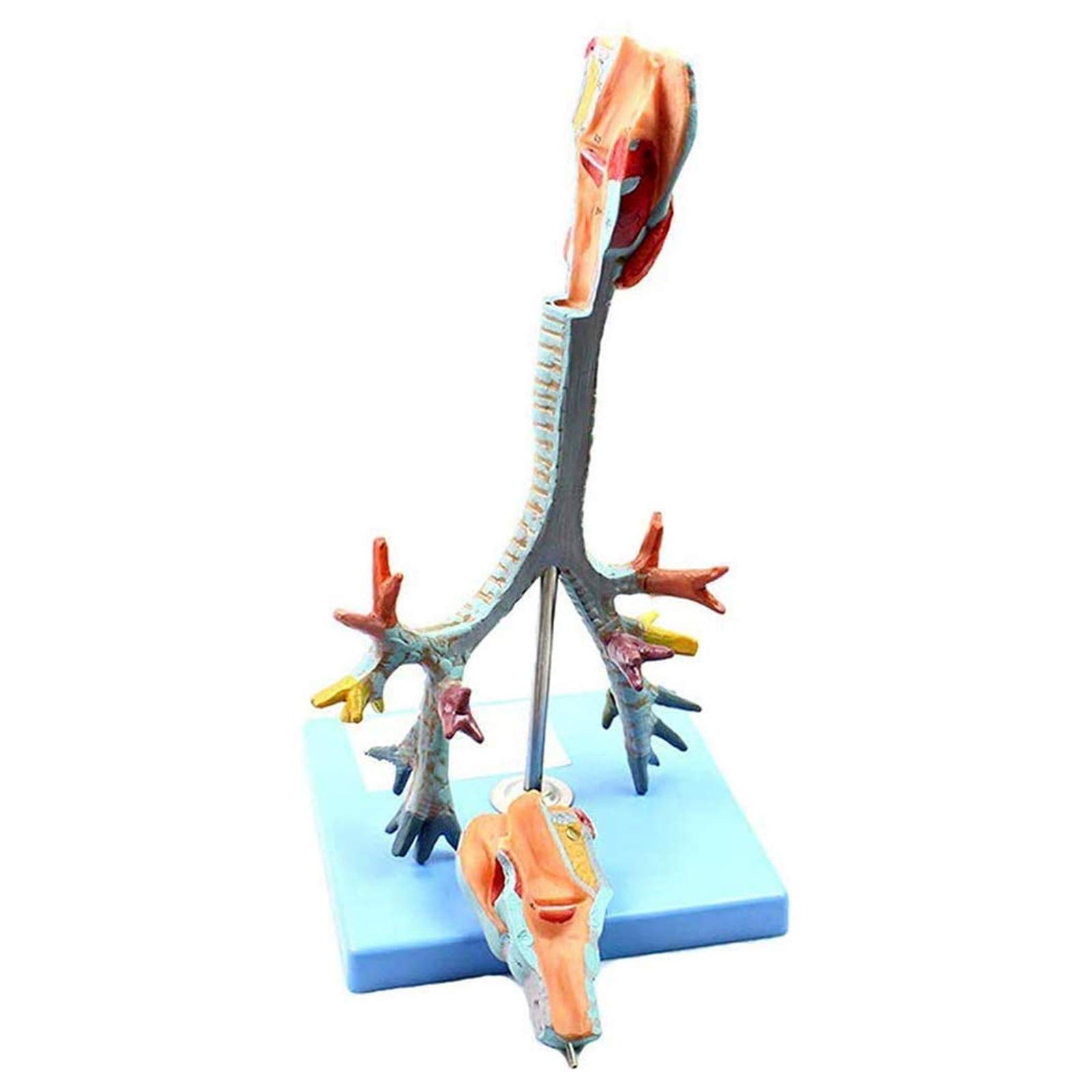 Anatomiemodelle, Anatomisches Kehlkopfmodell, Demonstration der Lungenbronchoskopie