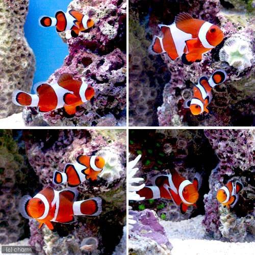 沖縄産カクレクマノミペア（産卵経験有） Amazon.co.jp: （海水魚）沖縄産 カクレクマノミ ペア（ワイルド）（1