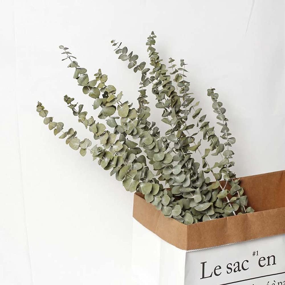 Branches d'eucalyptus séchées, 10 pièces, Feuilles d'eucalyptus Naturelles, Bricolage, Bouquet de Fleurs de mariée for Mariage