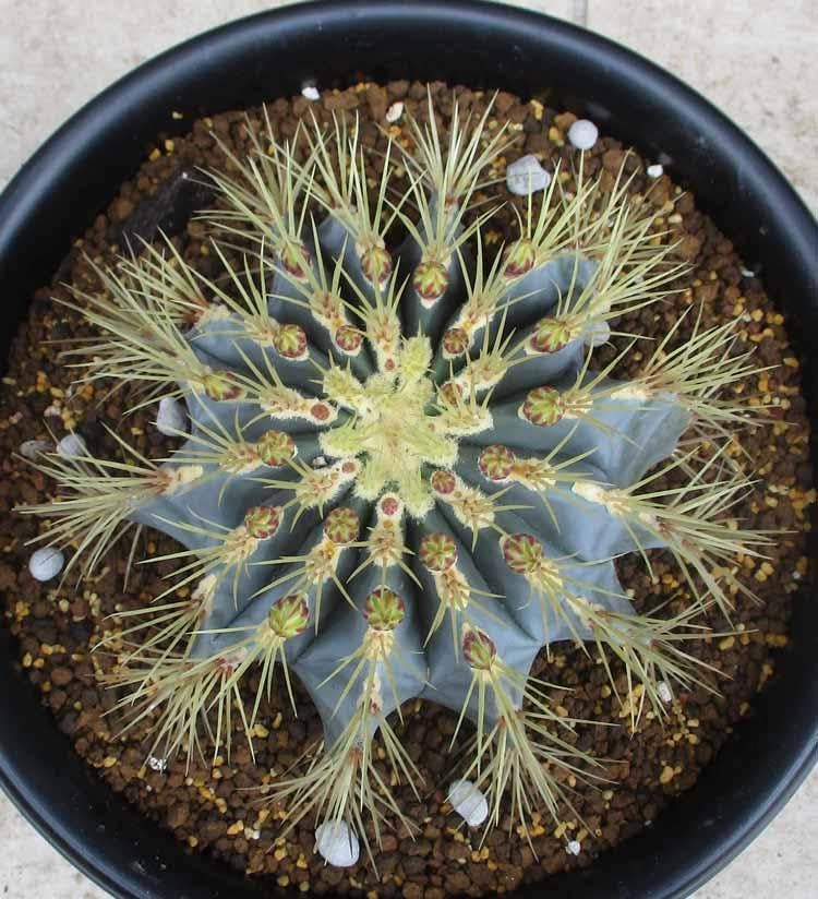 サボテン 王冠竜 フェロカクタス（おうかんりゅう） 8号 C6番