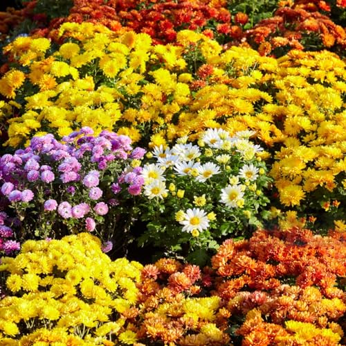 300+Mixed Color Mums Chrysanthemum Seeds for Planting-Perennial Hardy Chrysanthemum Flower Seeds Ground Cover Landscape