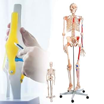 人体模型 約180cm 詳細な筋肉構造 Amazon.co.jp: Aoguzhao 人体モデル 人体模型 30cm 男性 女性 1