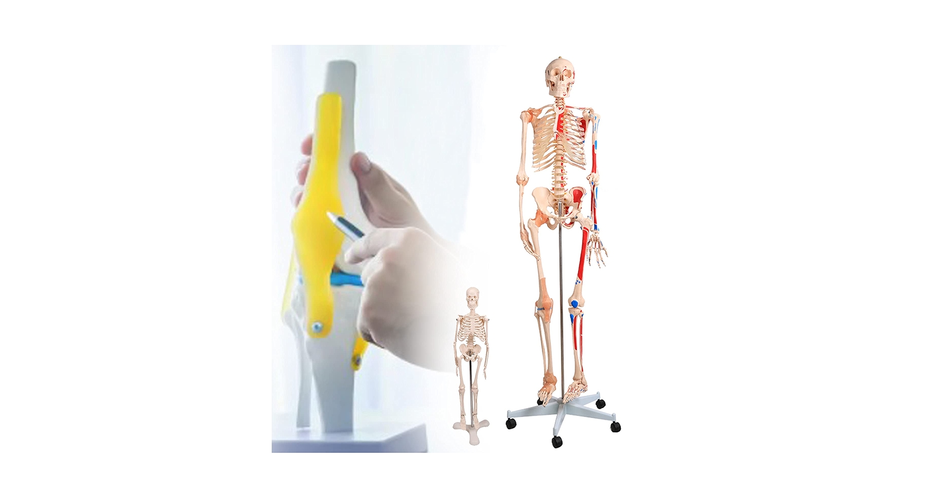 180cm 人体模型 教育用 180cm 人体模型 教育用