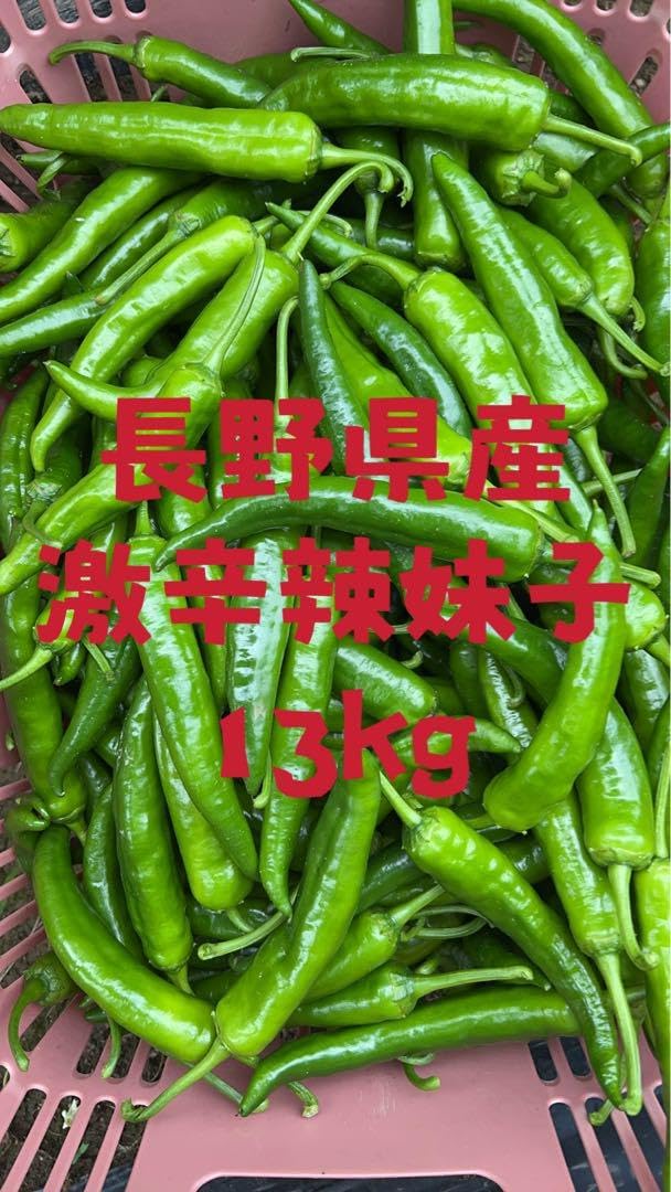 激辛 辣妹子 青唐辛子 13kg長野県産 【露地栽培】自然成熟 激辛 辣妹子 青唐辛子 13kg長野県産 露地栽培 自然成熟