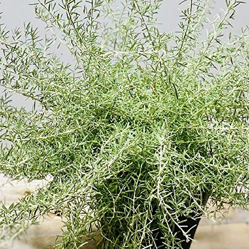Amazon.co.jp: 花苗 観葉植物：グレビレア ラベンダーグレビレア*7号