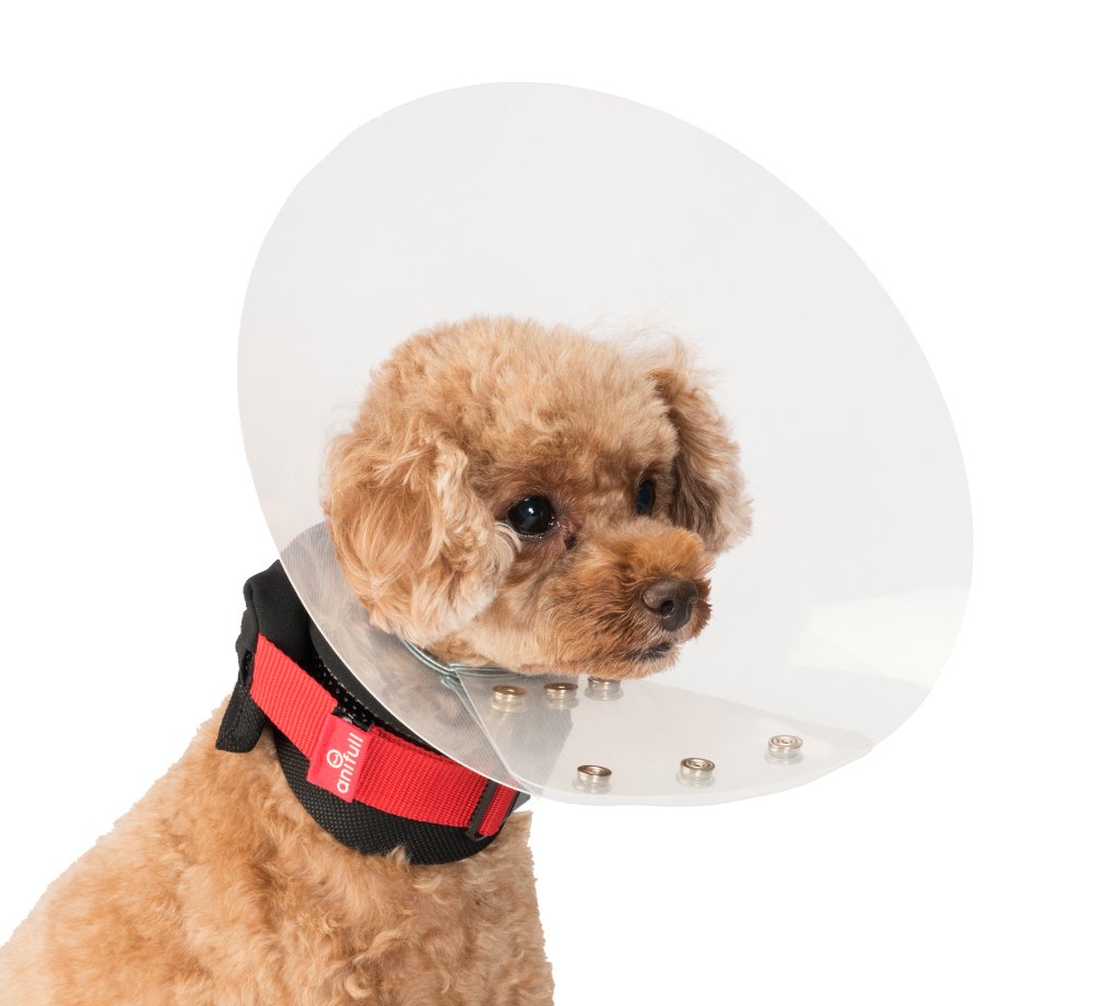 anifull 犬用 肩 サポーター S Amazon anifull 公式 アニサポ ネック Sサイズ アニフル