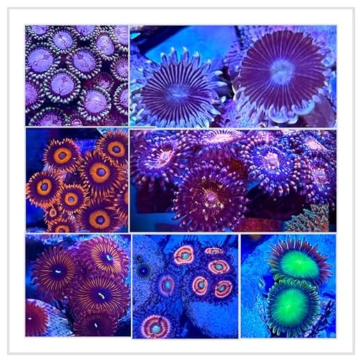 High End Zoanthids Coral Pack - 7 Corals