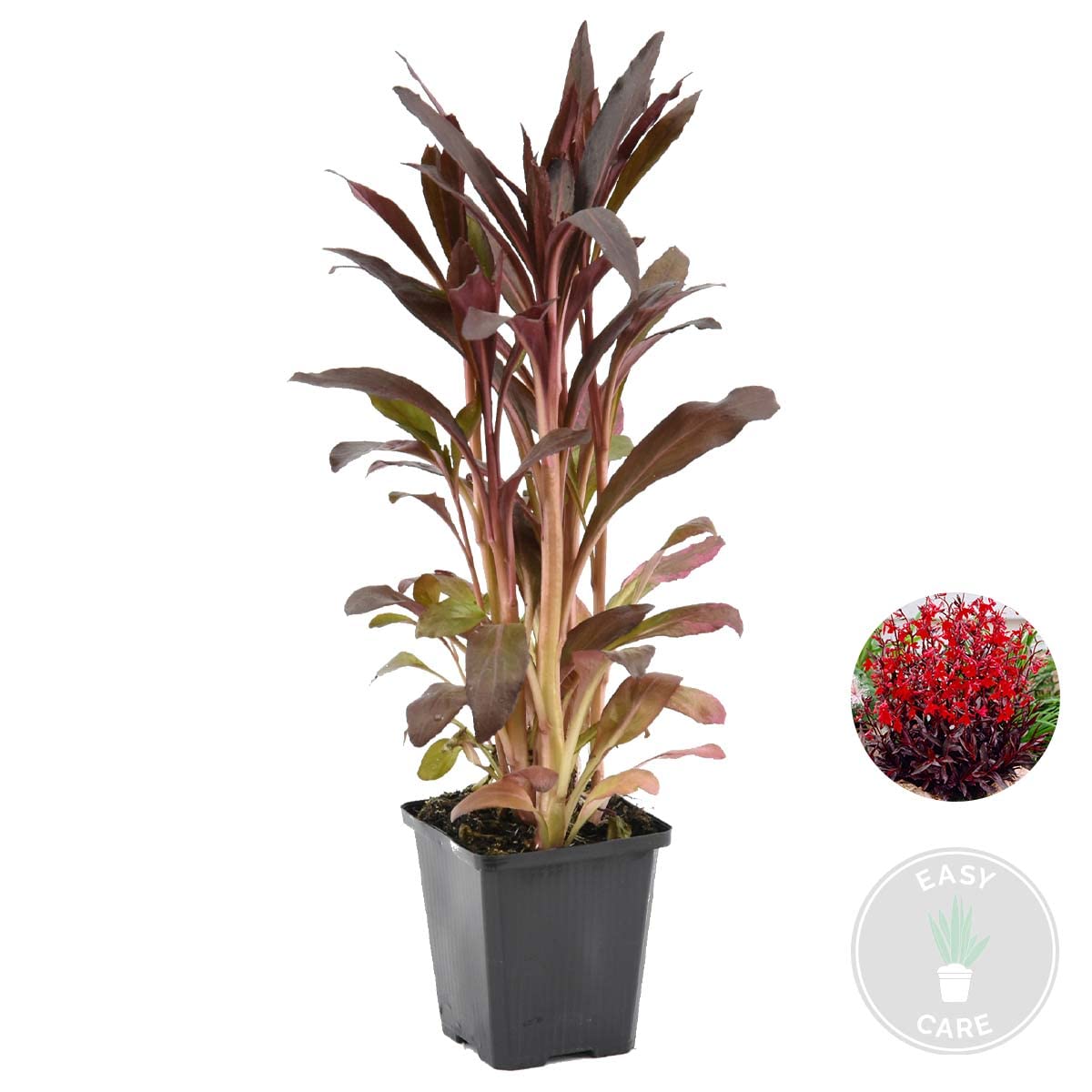 Bloomique - Lobelia ‘Queen Victoria’ - Lobelia escarlata - Rojo - Plantas de estanque - Acuáticas - Resistente al frío - Altura 20-30 cm - Maceta 9 cm