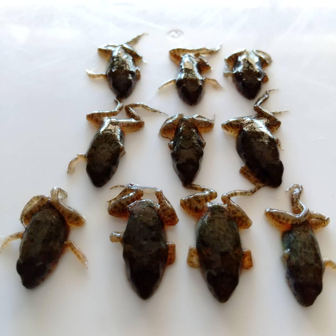 二百匹【冷凍】SS 餌用カエル ヌマガエル エサ用 爬虫類 蛇の餌 ヘビ トカゲ 国産】冷凍カエル 餌用 SS 50匹 胴長1.5~2cm ヌマガエル ヘビ 蛇