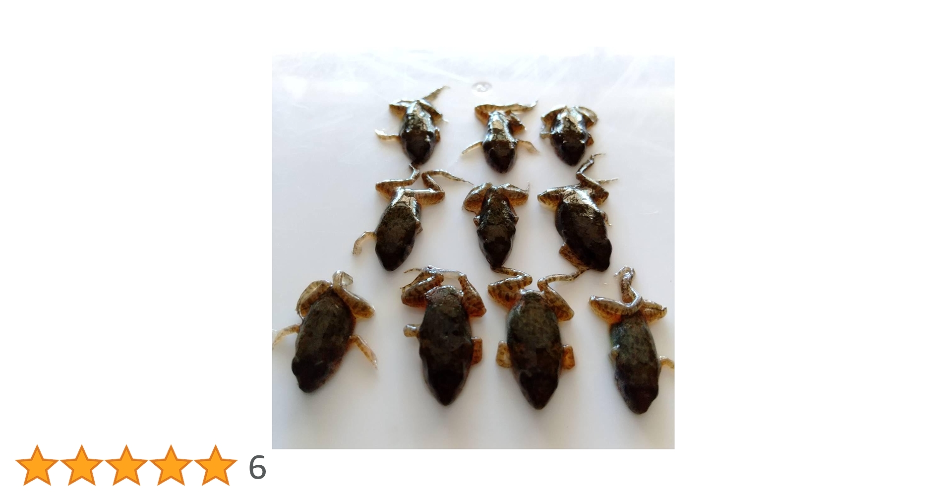 5百匹【冷凍】S 餌用カエル ヌマガエル エサ用 爬虫類 蛇の餌 ヘビ トカゲ 冷凍餌 極小サイズ 10匹 胴長1.5cm以下 ヌマガエル エサ用蛙