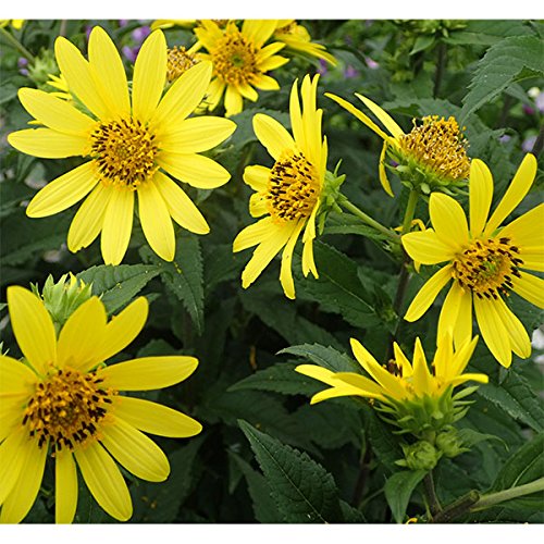 ヘリアンサス：レモンクイーン4号 2株セット[夏から秋にさわやかな花！レモンカラーの宿根ヒマワリ・]