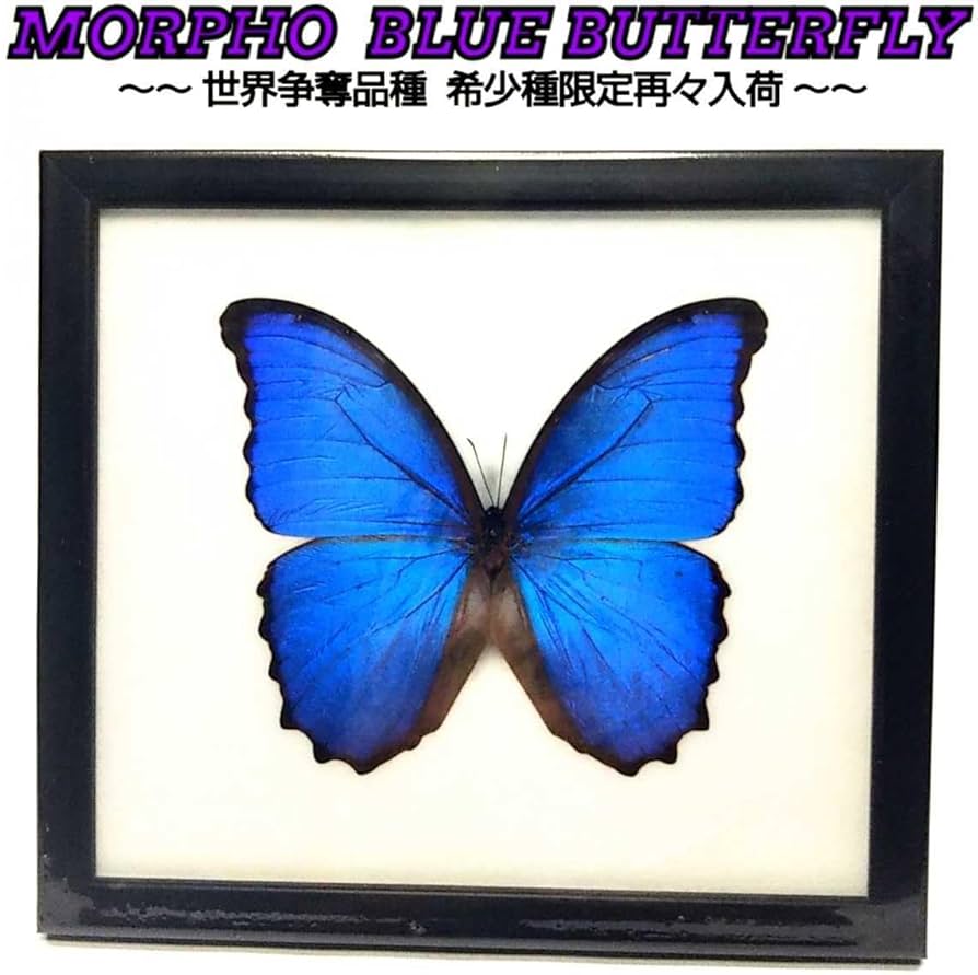 モルフォ蝶 標本 Morpho didius ディディウスモルフォ