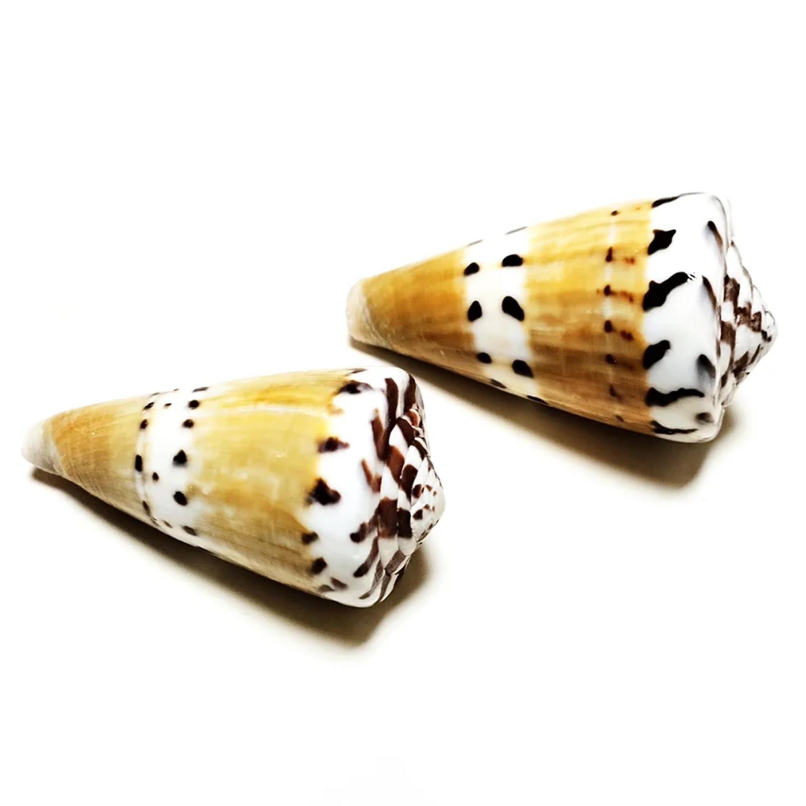 Conchiglie marine riempitive, 2 pezzi 5-7 cm naturale capitano cono conchiglia cono cono conchiglia marrone conchiglia mare conchiglia acquario paesaggio campione raccolta vaso riempitivo
