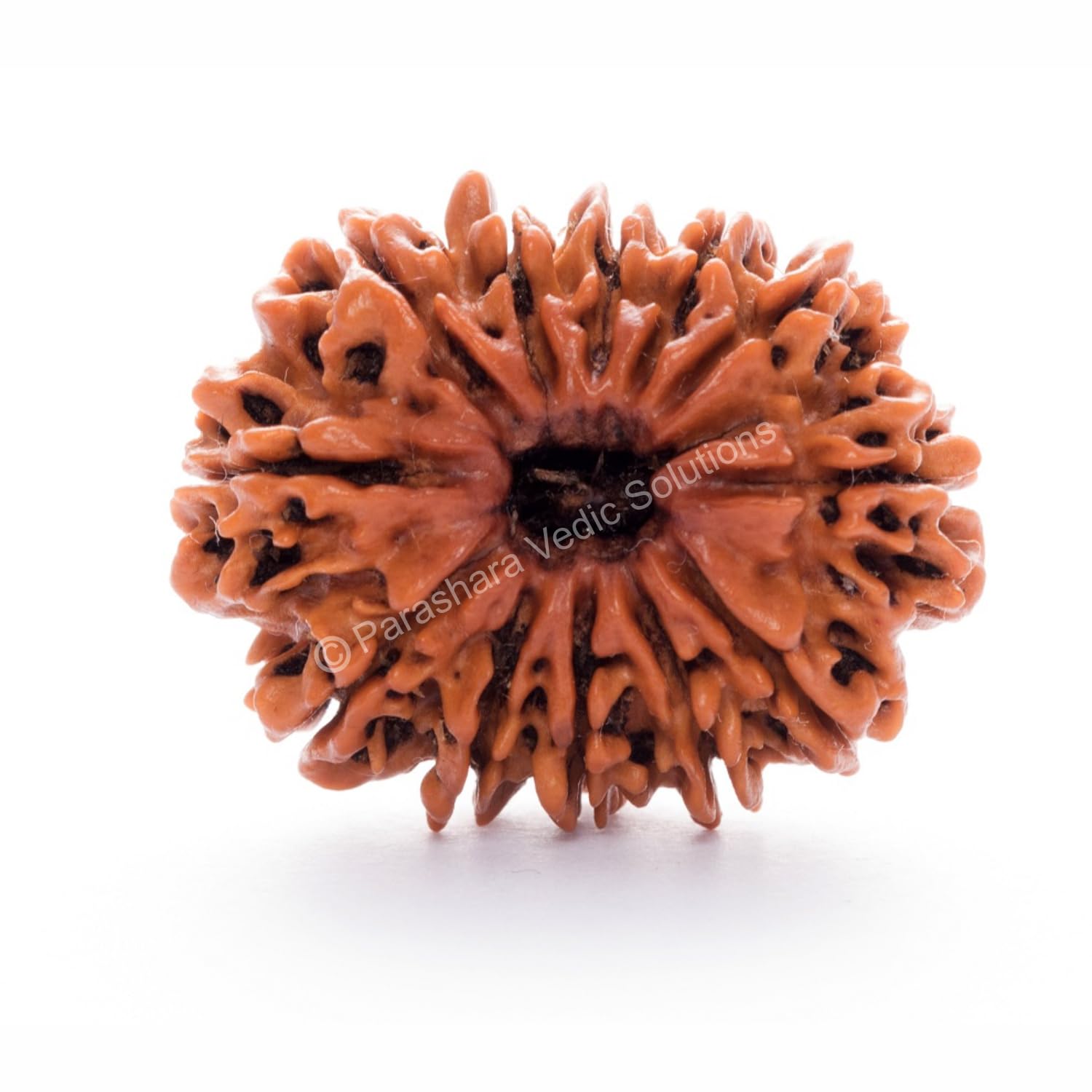 ARKAM Twelve Mukhi Rudraksha Certified/Original Nepali 12 Mukhi Rudraksh/Natural 12 Faced Rudraksha (Brown) with Certificate and Puja Instructions (B0D83WCM4D) Amazon Price History, Amazon Price Tracker