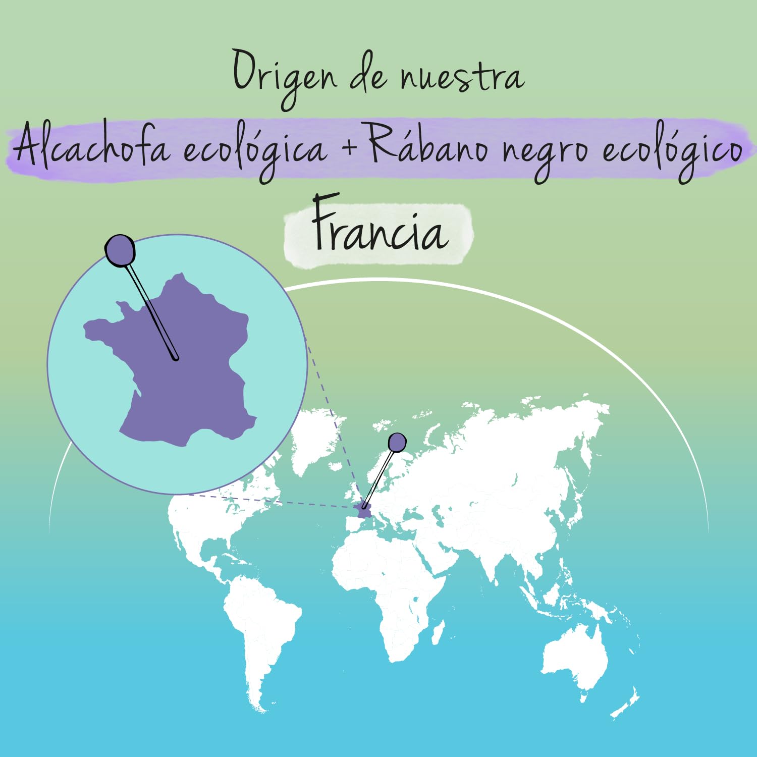 Alcachofa + Rábano Negro BIO | 10000 mg + 750 mg | Depurativo Hígado + Detox Natural | Altamente concentrado | Para 3 Meses | Diuretico + Digestión | Sin Aditivos | Vegano