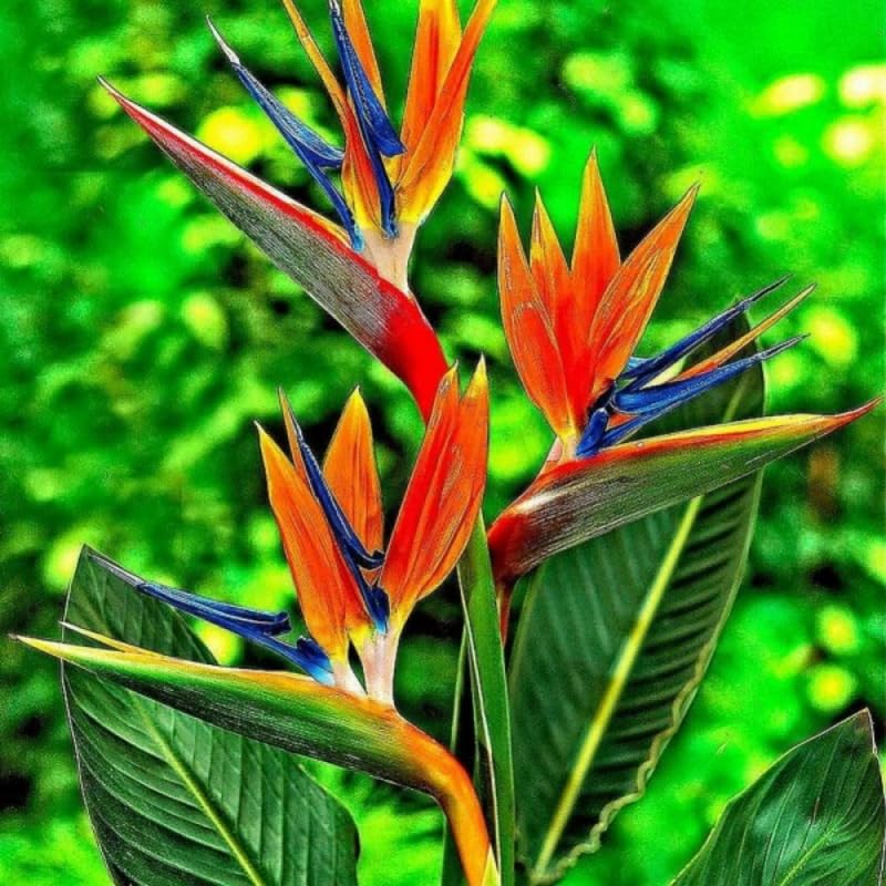 Amazon.com : 2 Live Bird of Paradise Plant, Orange Bird of