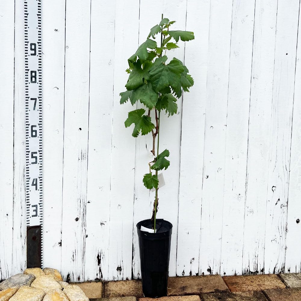 Amazon.co.jp: 【シャインマスカット】 ぶどう 2年生接木苗