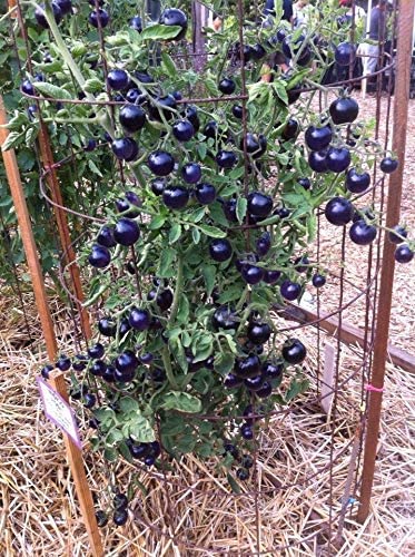 AYWAL Imported Hybrid Black Tomato Seeds For Your Garden (Pack Of500 Seeds) B25 (B0BT55BHFF) Amazon Price History, Amazon Price Tracker