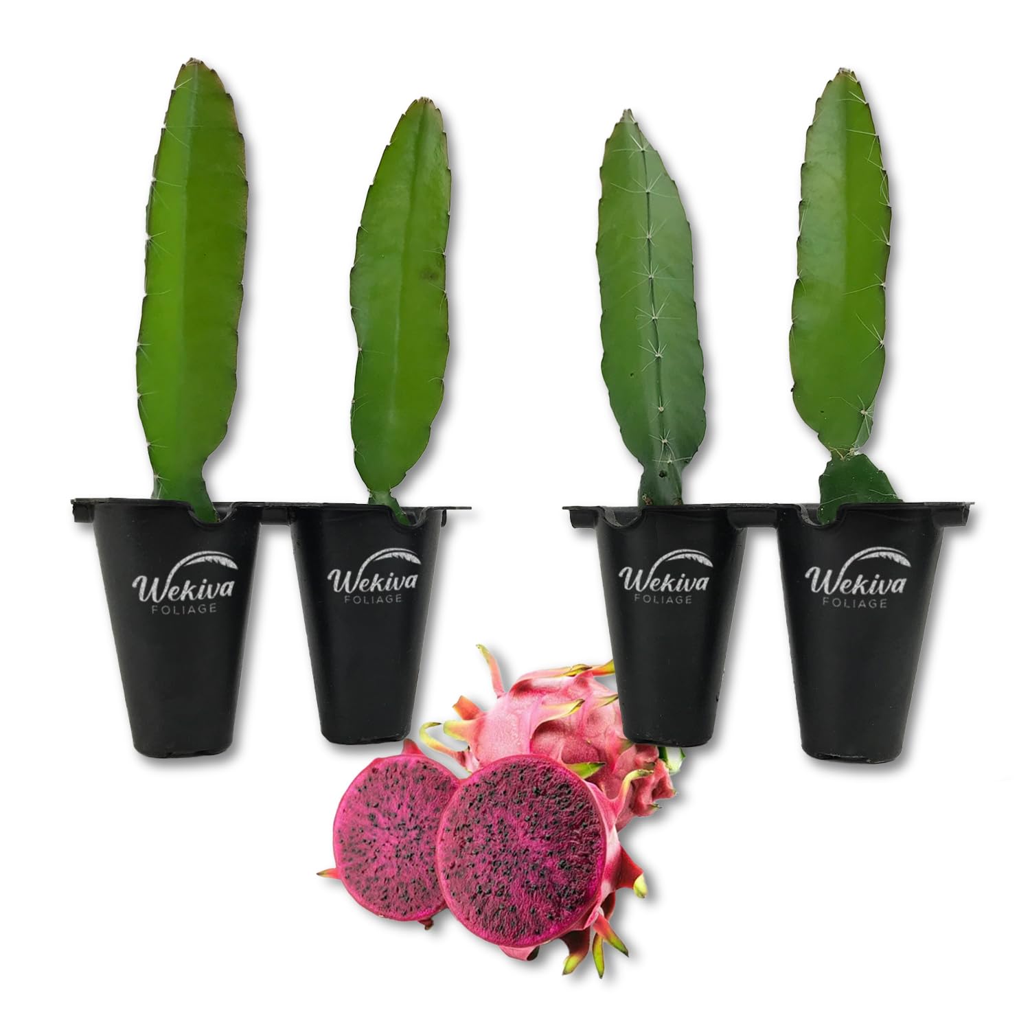 Grafted Cactus Plant Care Florida: Essential Tips for Thriving Growth