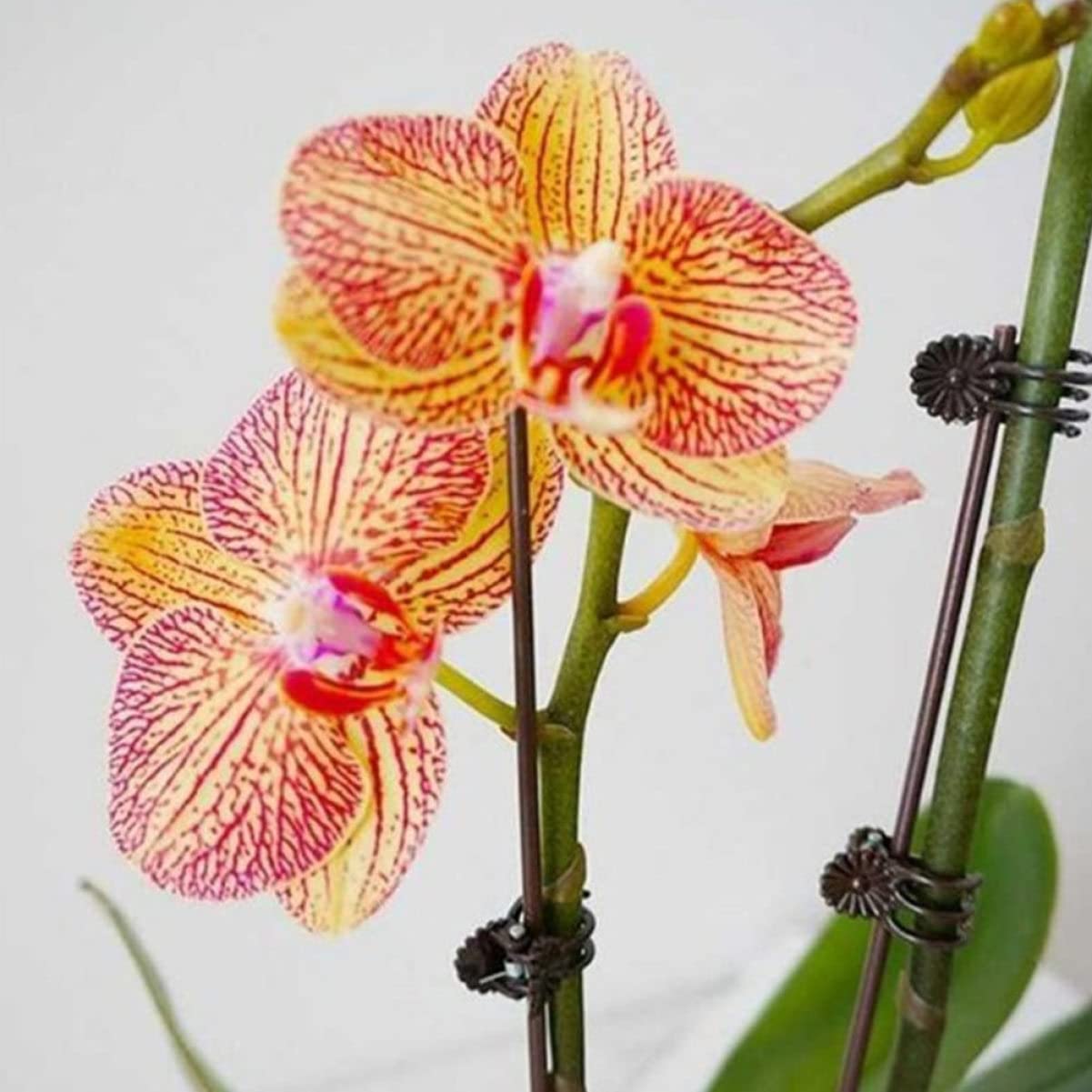 TOYANDONA 2 Sätze Pflanzenfixierungsclips Und Halterungen Für Gartenpflanzen Wetterfeste Klammern Für Kletterpflanzen Gemüse Und Blumen Zur Unterstützung Pflanzenwachstums 20 Stück * 2