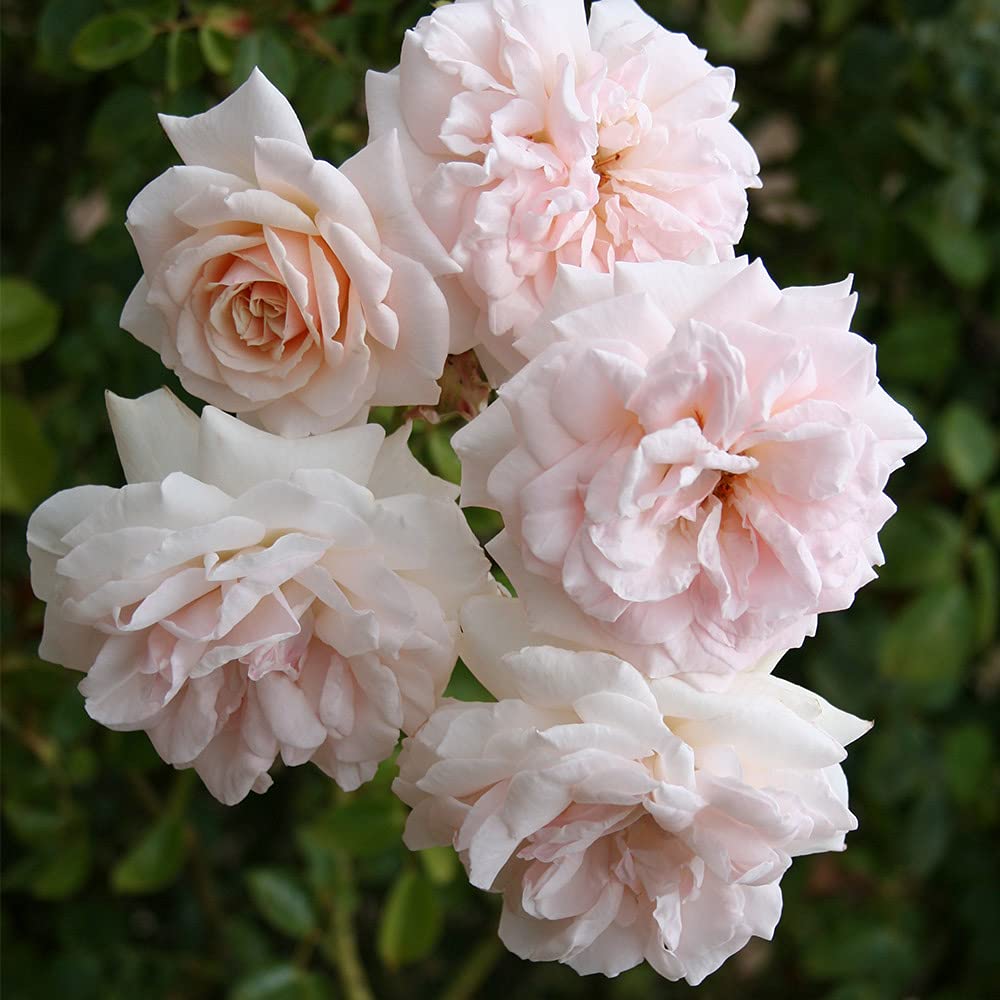 Amazon.com : Heirloom English Legend Roses, Live Own Root Plant