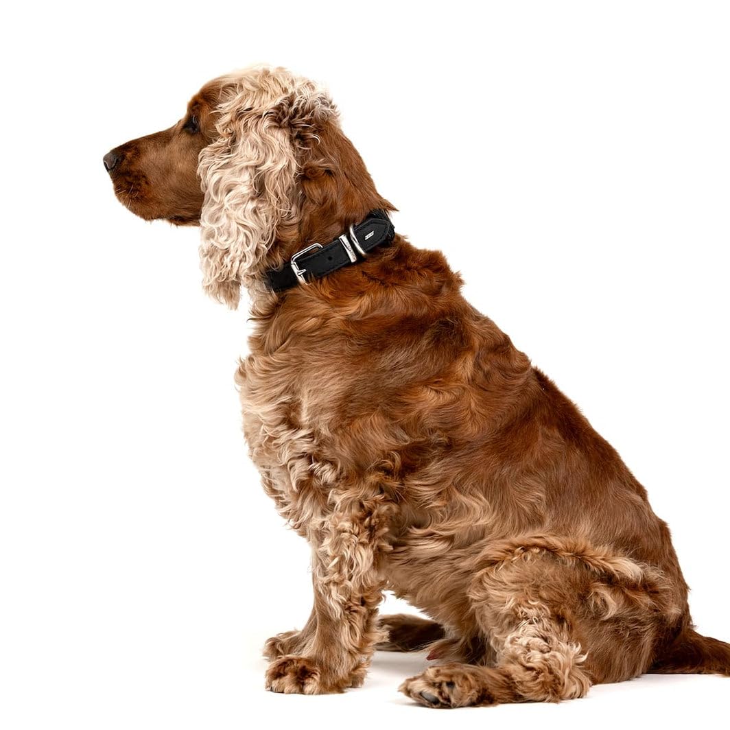 EzyDog Oxford Collier en cuir de qualité supérieure pour chiens de petite et grande taille en cuir naturel, réglable et rembourré (M, noir)